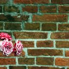 The wall and the rose