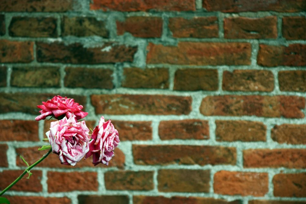 The wall and the rose