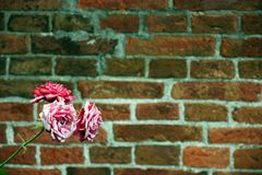 The wall and the rose