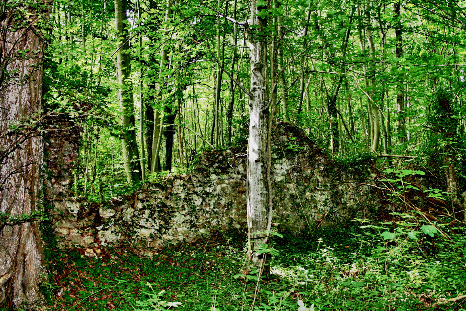 The wall in the forest