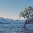 The wanaka tree