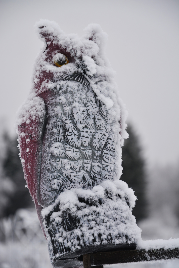 The watchman on garden plot at winter