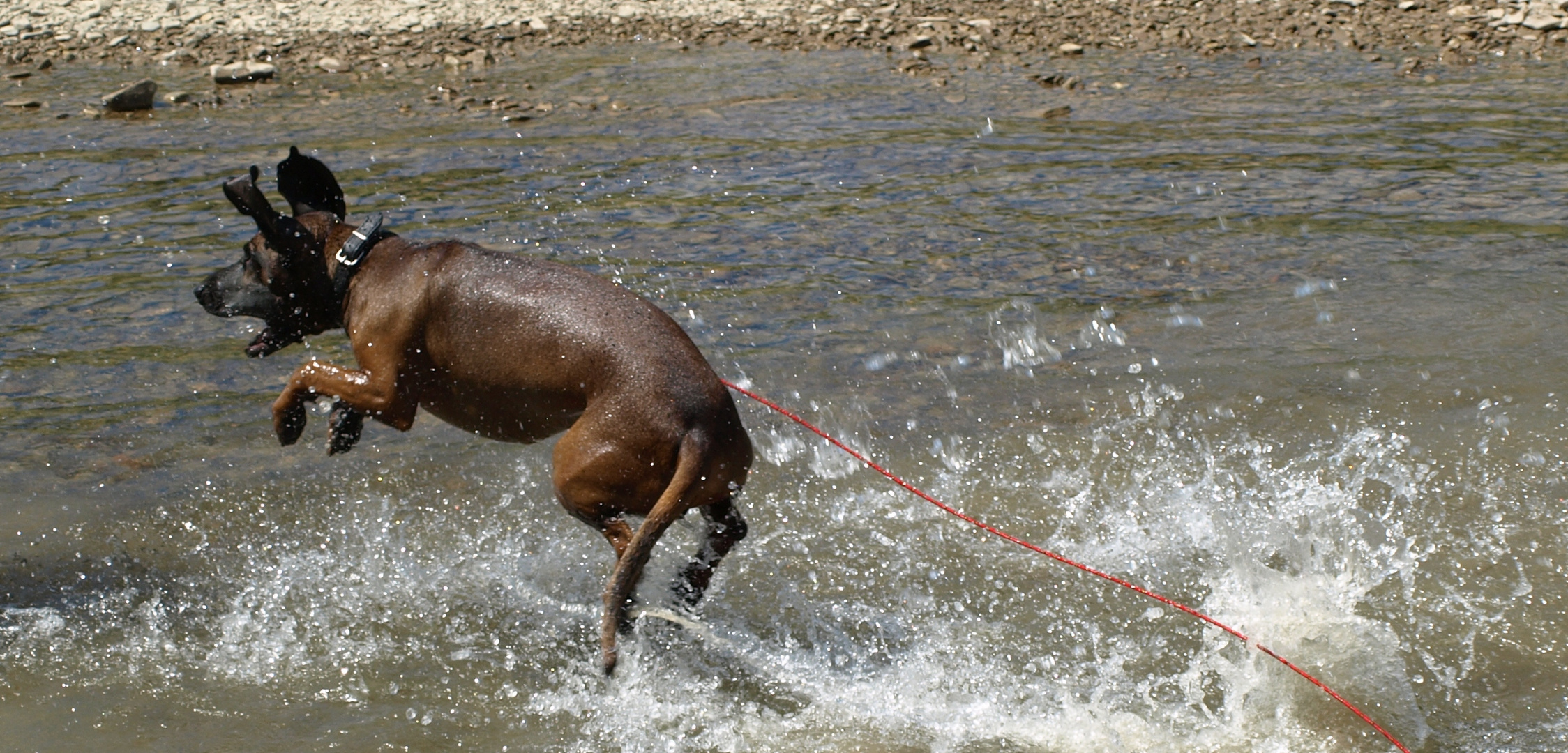 the water dog is flying 1