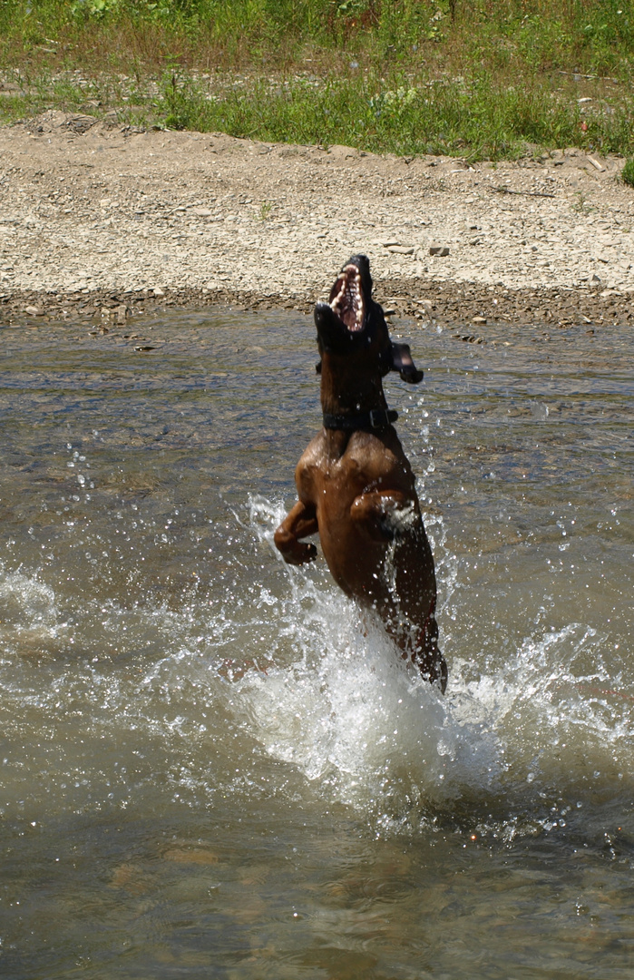 the water dog is flying 2