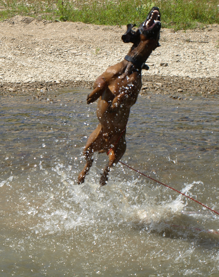 the water dog is flying 3