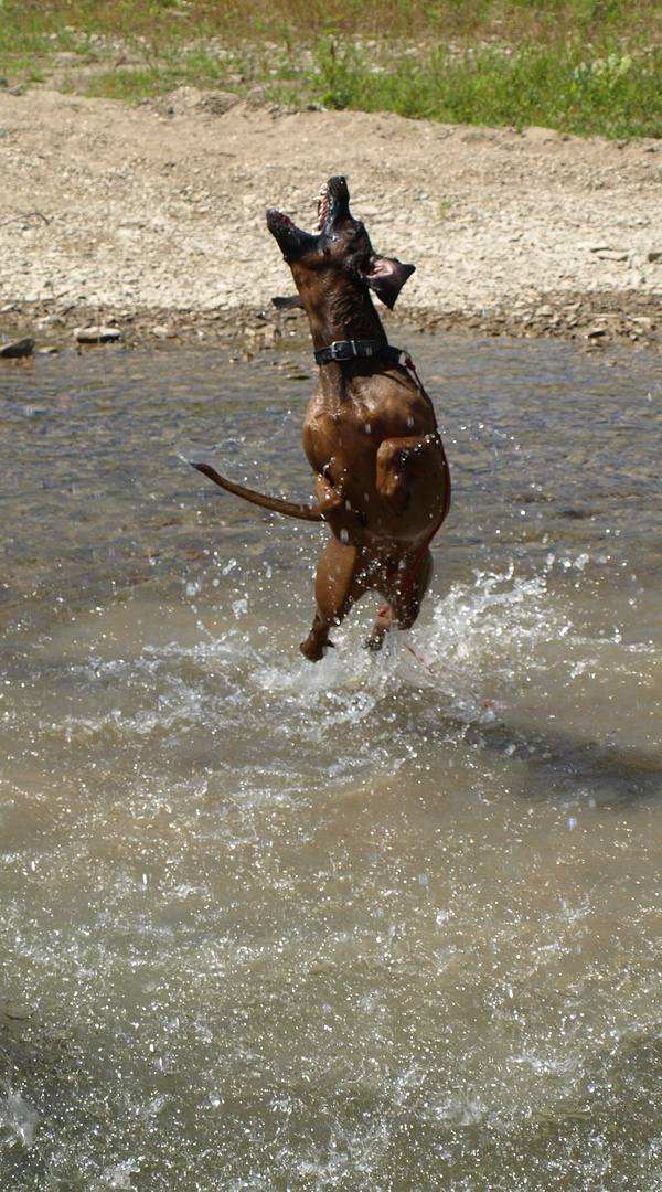 the water dog is flying 4