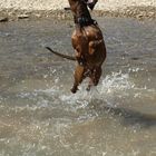 the water dog is flying 4