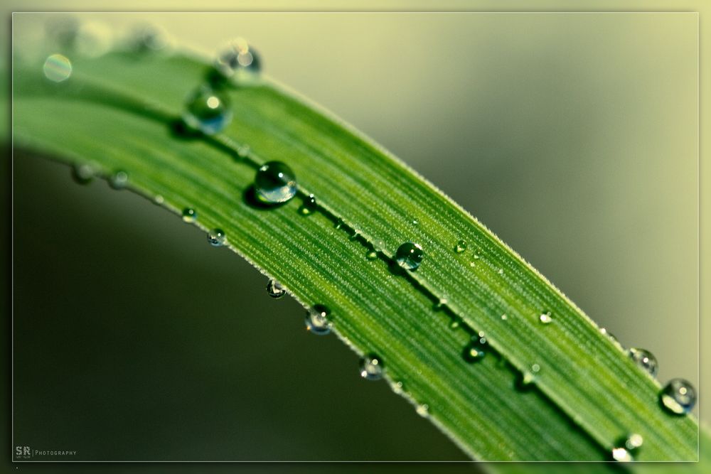 The Water Drop