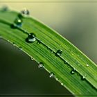 The Water Drop