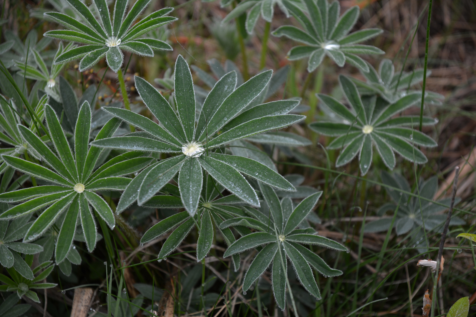 The water drops