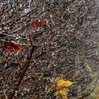 The water drops on hedge