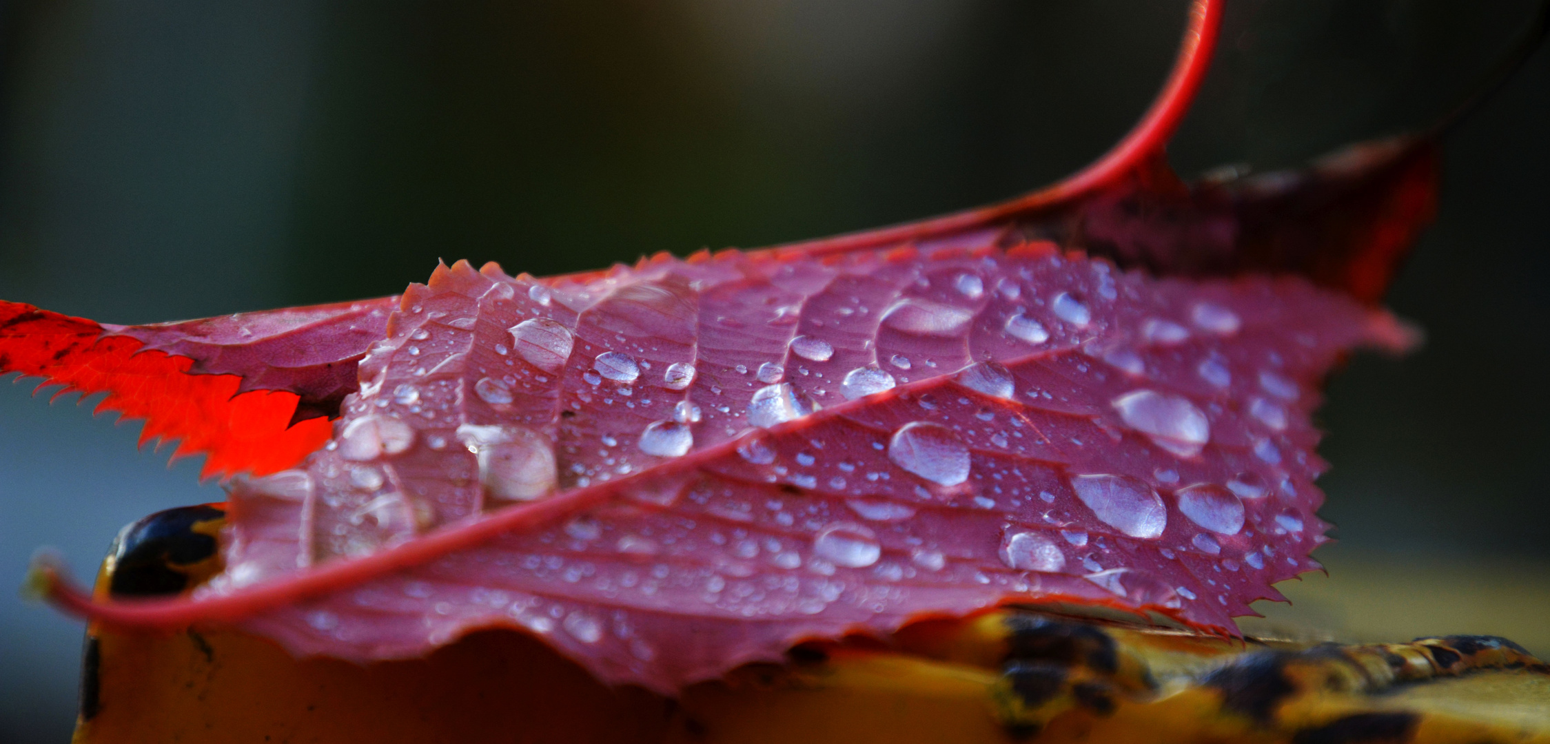 The water drops on leaf