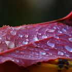 The water drops on leaf