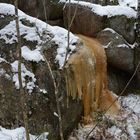 The water fall on rock