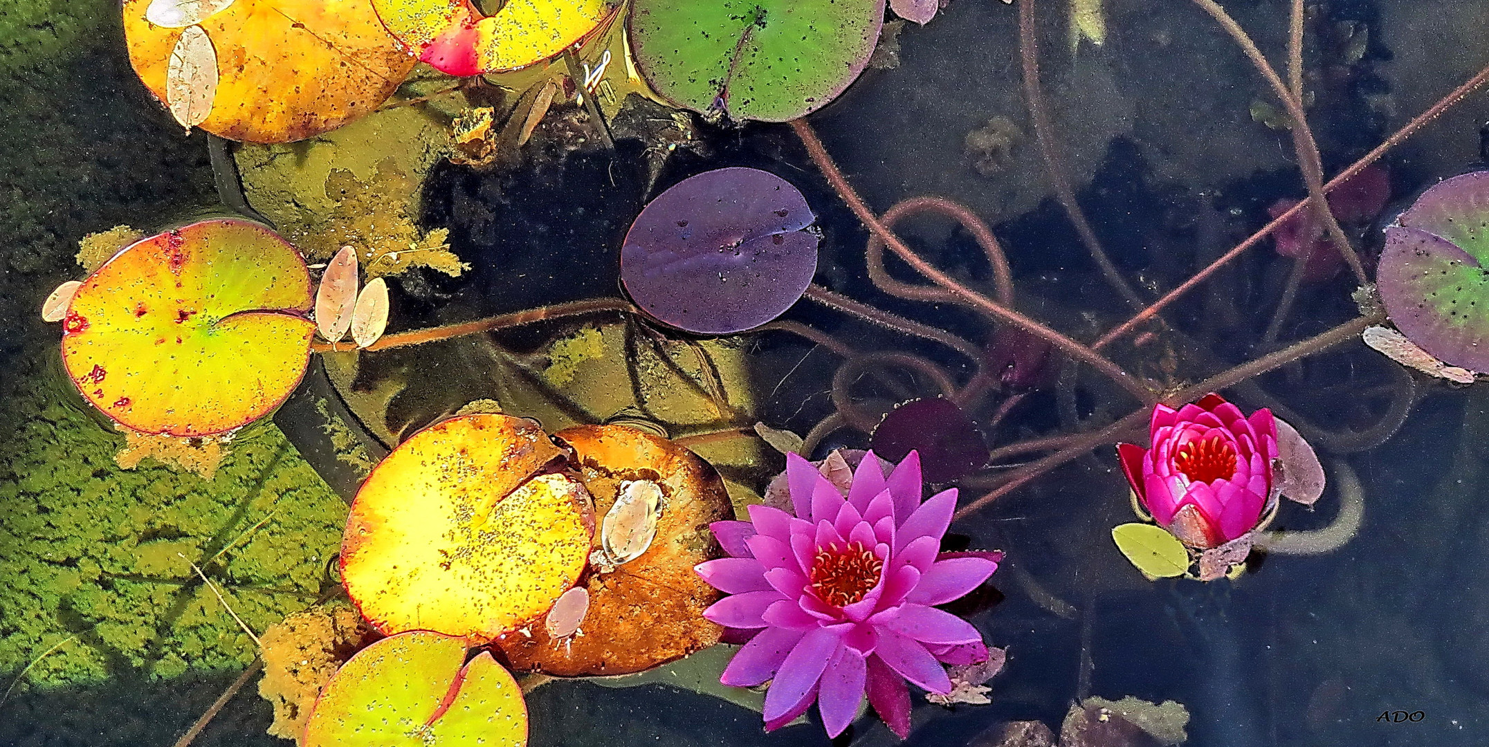 The Water Lilies