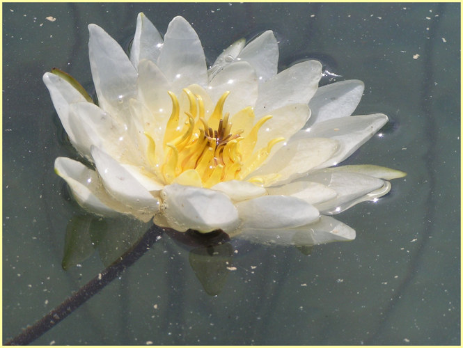 The Water Lily