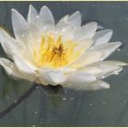 The Water Lily