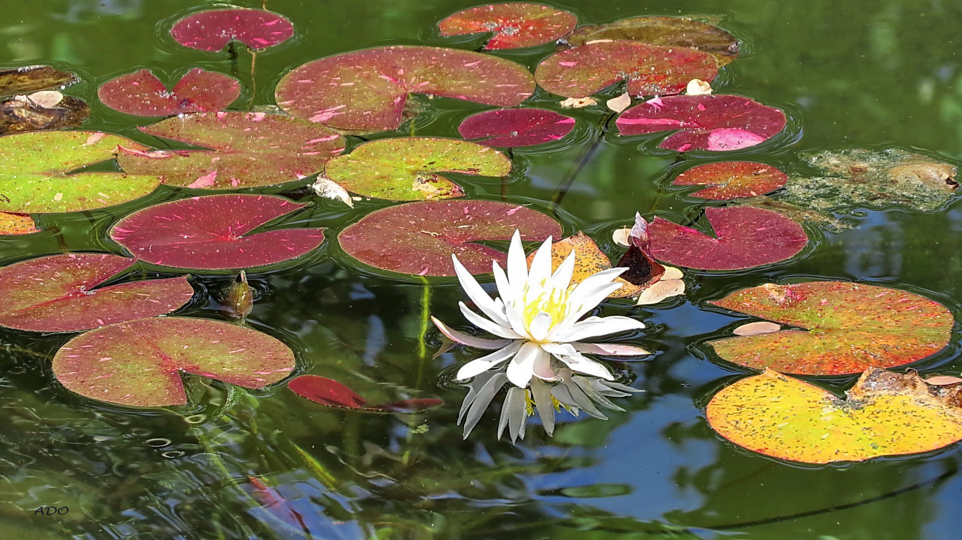 The Water Lily Pond