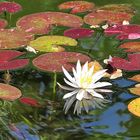 The Water Lily Pond