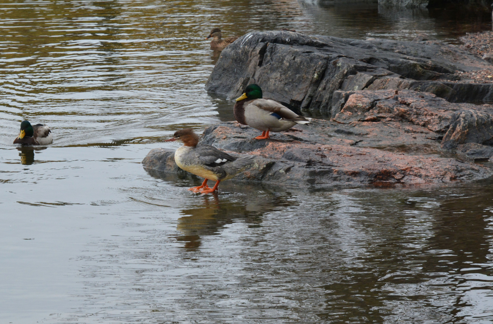 The waterbirds