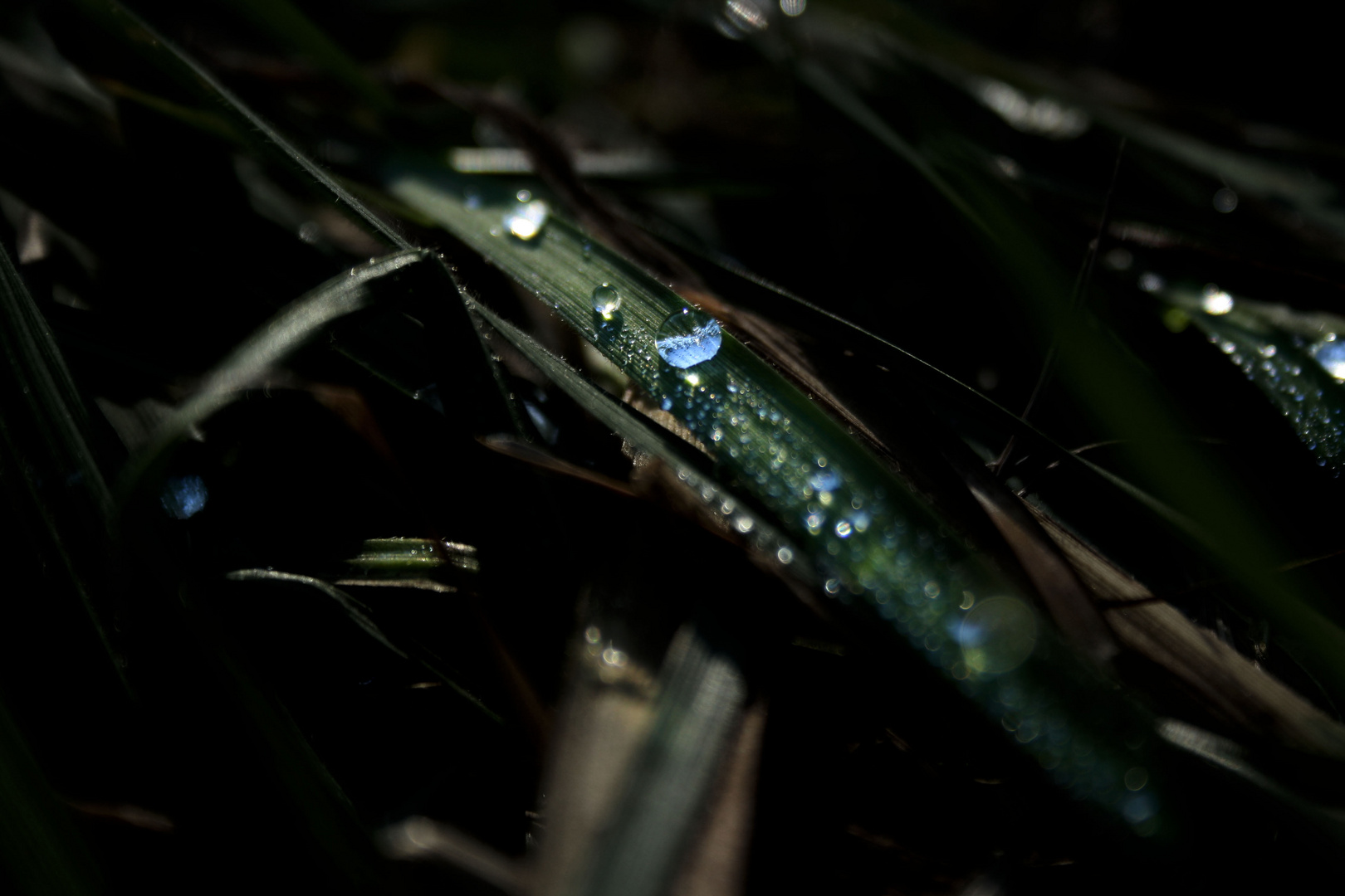 The Waterdrop