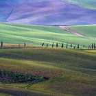 the way of the cypresses