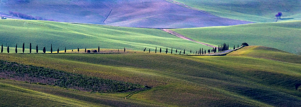the way of the cypresses