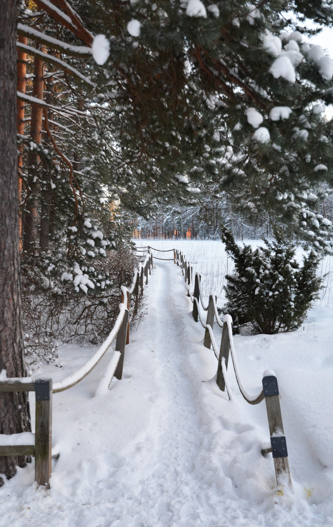 The way on rhododendron park Haaga