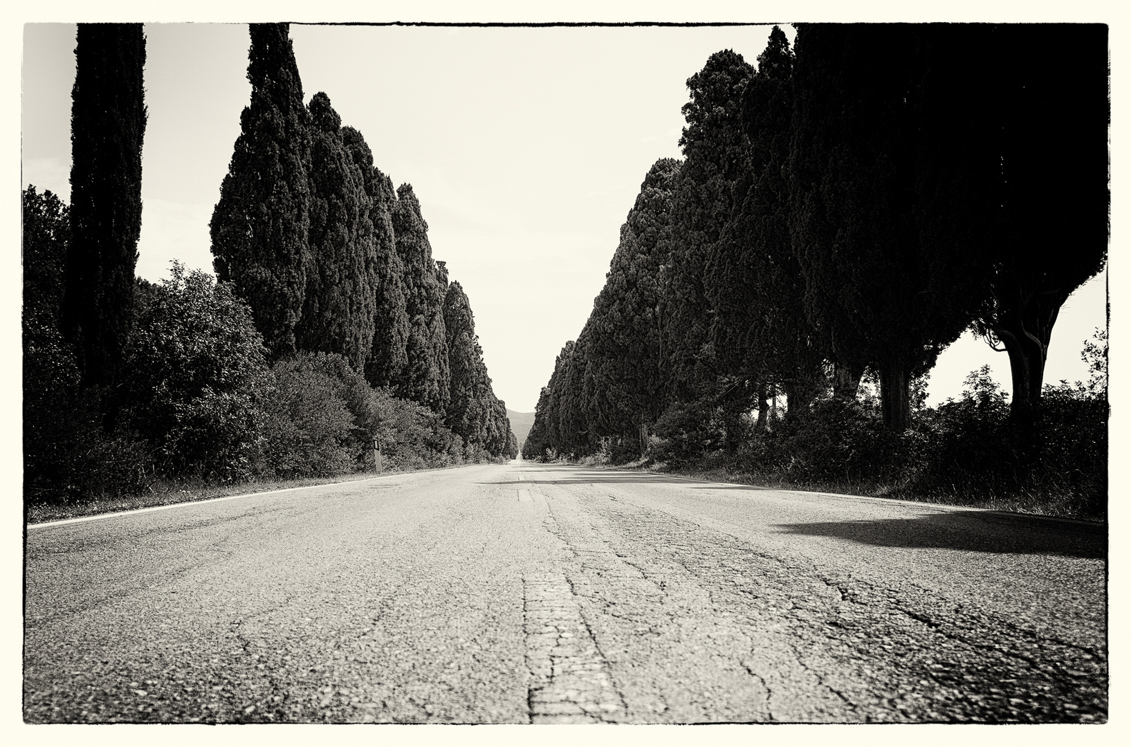 The way to bolgheri