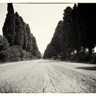 The way to bolgheri