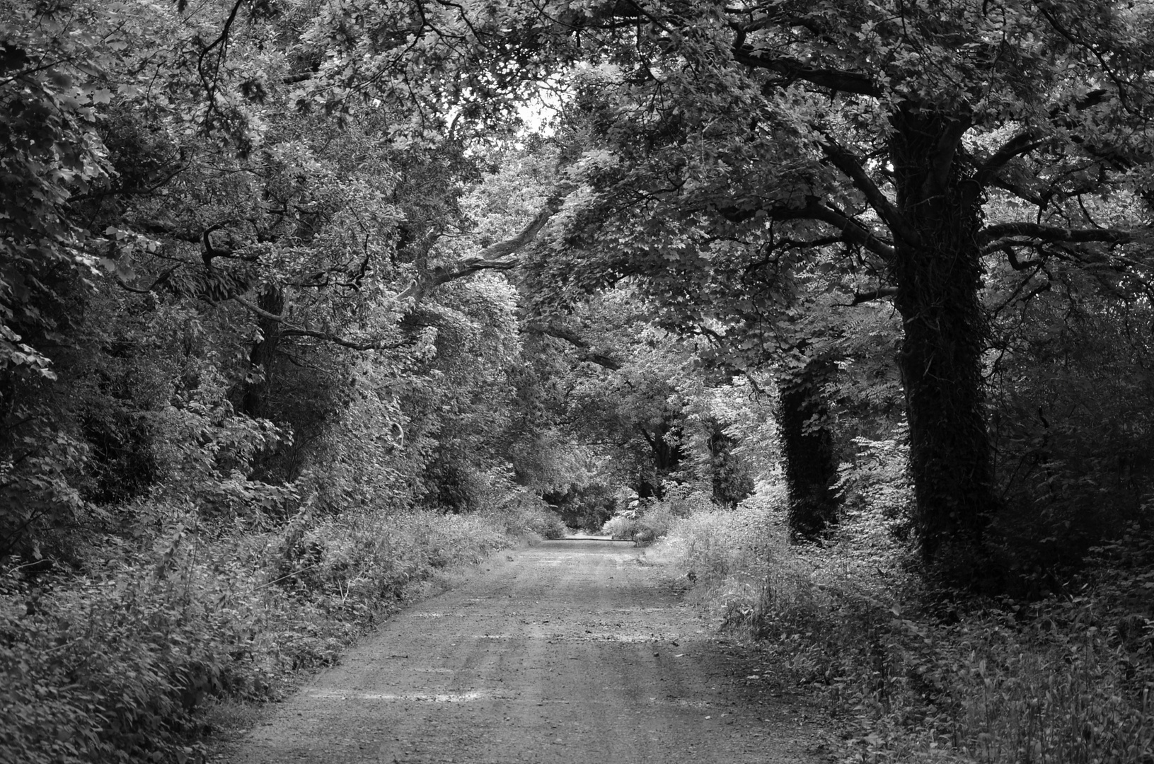 The Way to Tullynally Castle - County Westmeath - Ireland