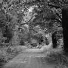 The Way to Tullynally Castle - County Westmeath - Ireland