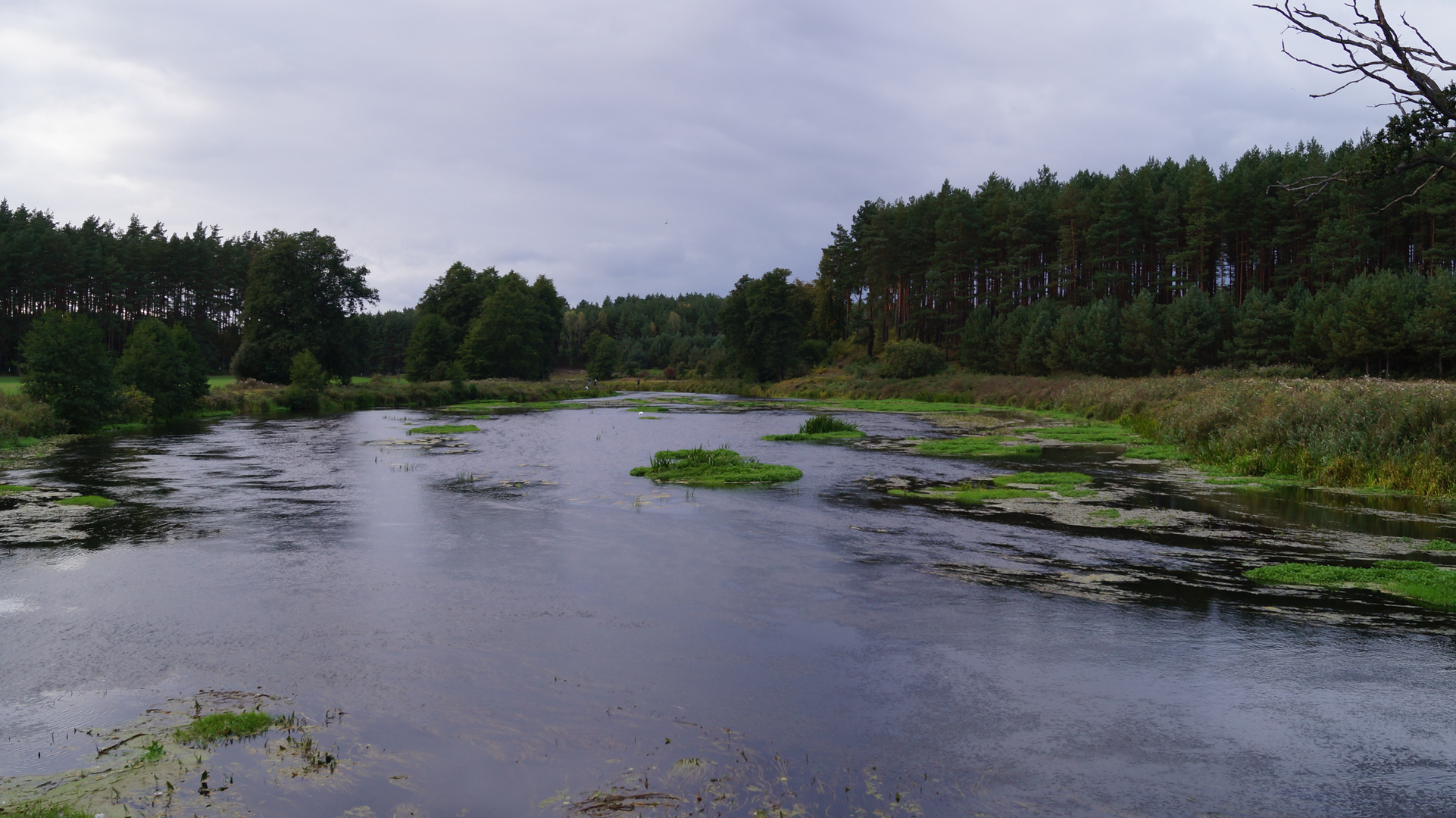 The Wda River.