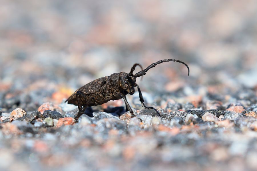 The weaver beetle (Lamia textor)