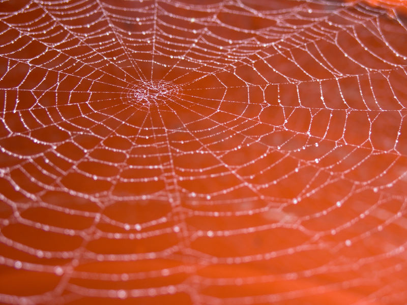 The Web