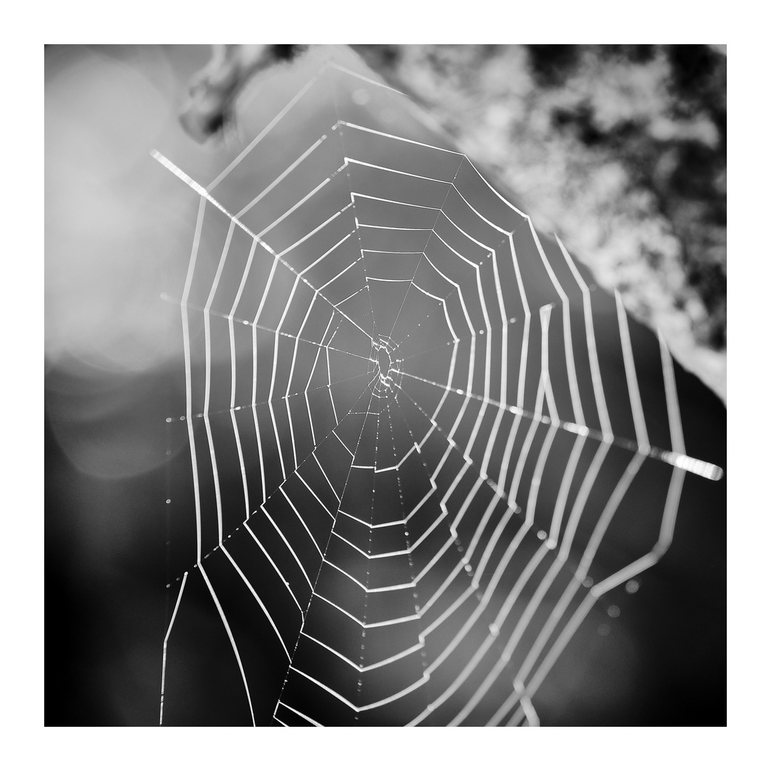 The Web