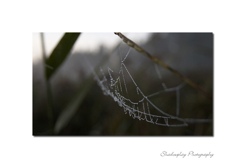 The Web