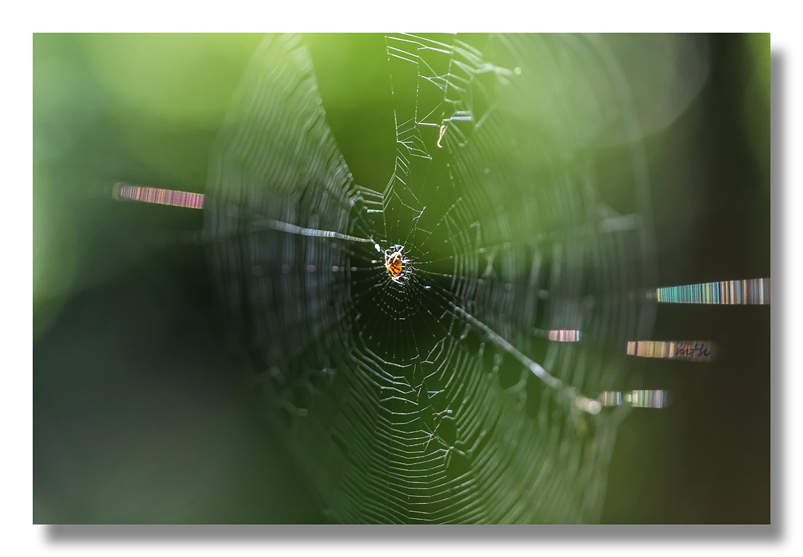 The Web...