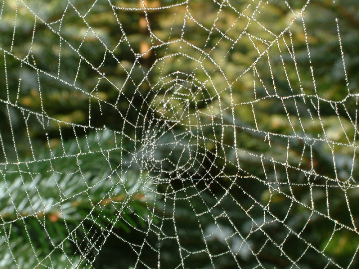 the Web ...