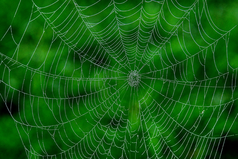 The Web