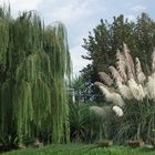 The weeping willow and the papyrus