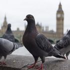 The Westminster London & Brids