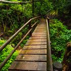 The Wet Forest Bridge (DSCN3207)