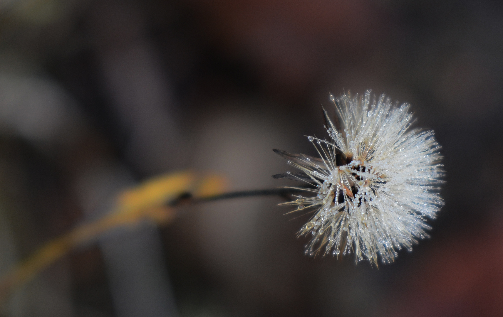 The wet plant