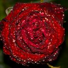 The Wet Rose