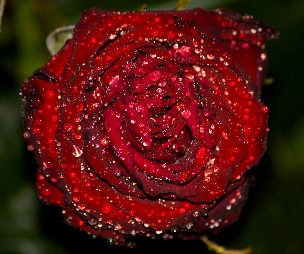 The Wet Rose