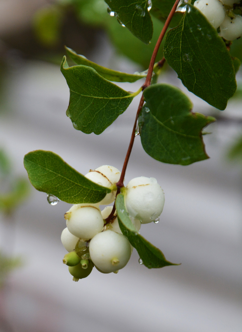 The wet symphoricarpos