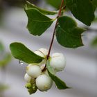 The wet symphoricarpos