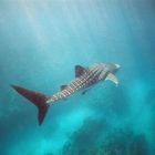 The Whale shark