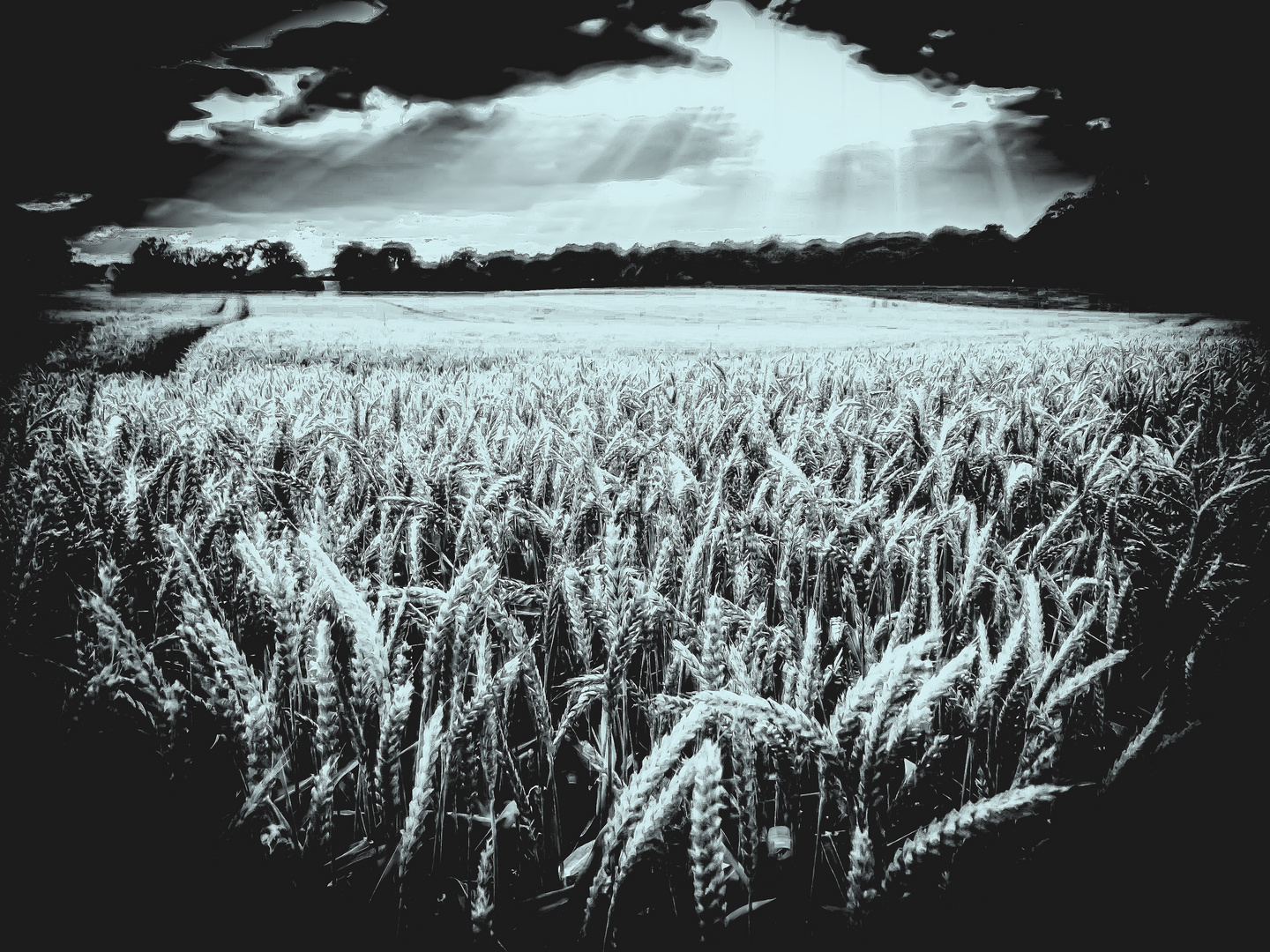 the wheat ...